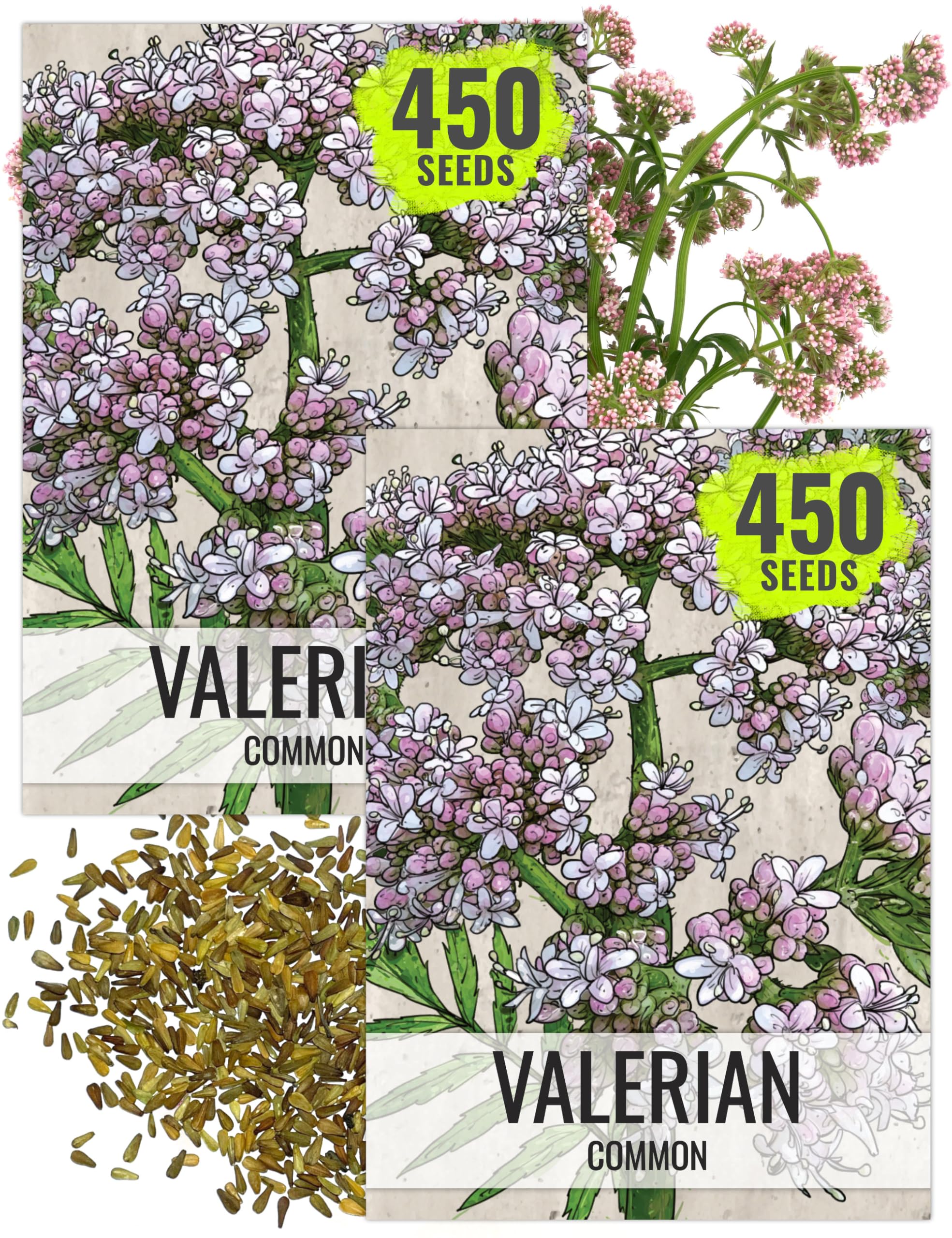 Seed Needs Valerian Seeds for Planting Stink Root Plants - Non-GMO Heirloom & Untreated Perennial Medicinal Herb Seed to Plant a Home Grown Outdoor Garden (2 Packs)