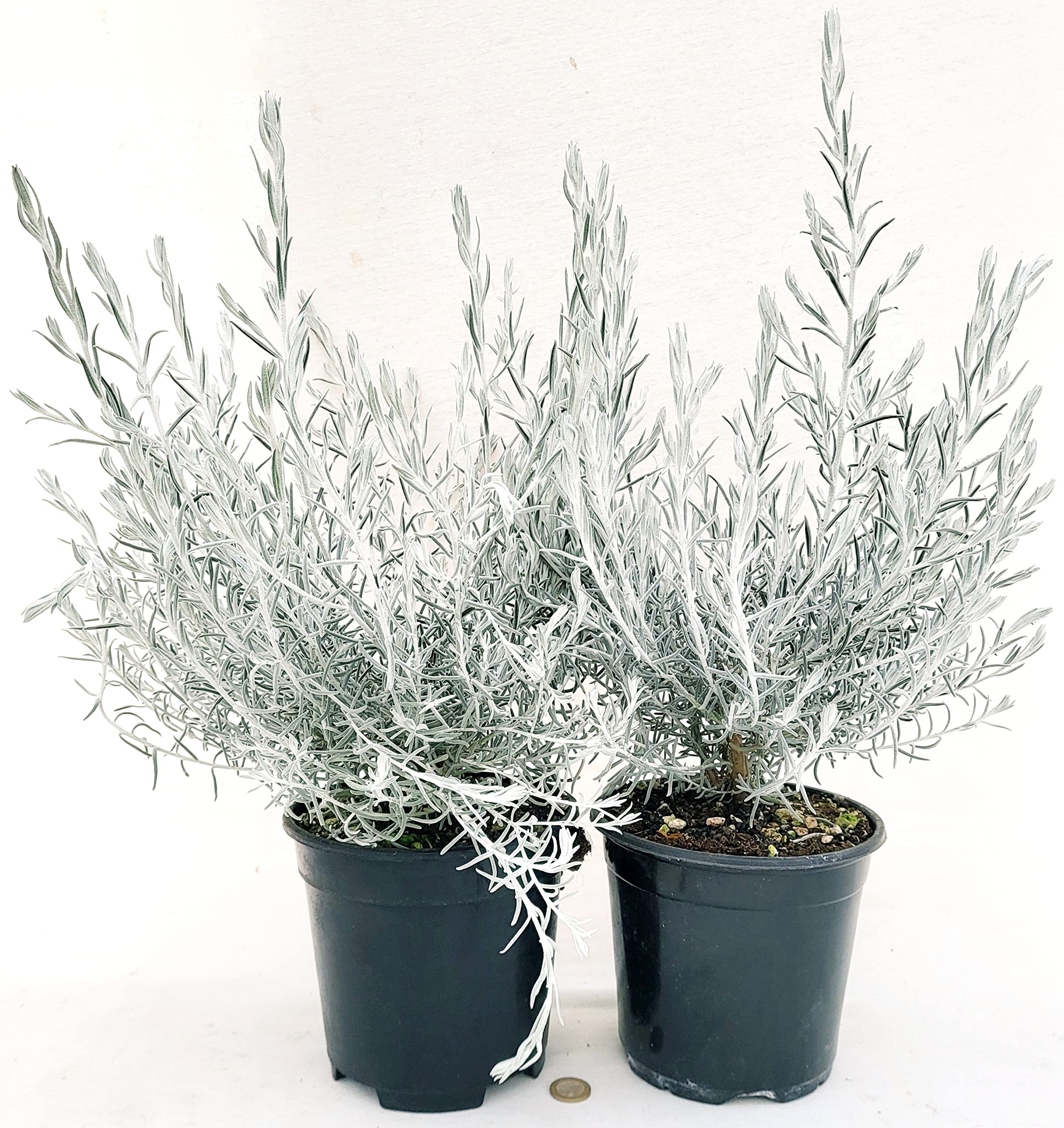 POWERS TO FLOWERS - EREMOPHYLA NIVEA, 2 PIANTE, VASO 17CM, piante vere