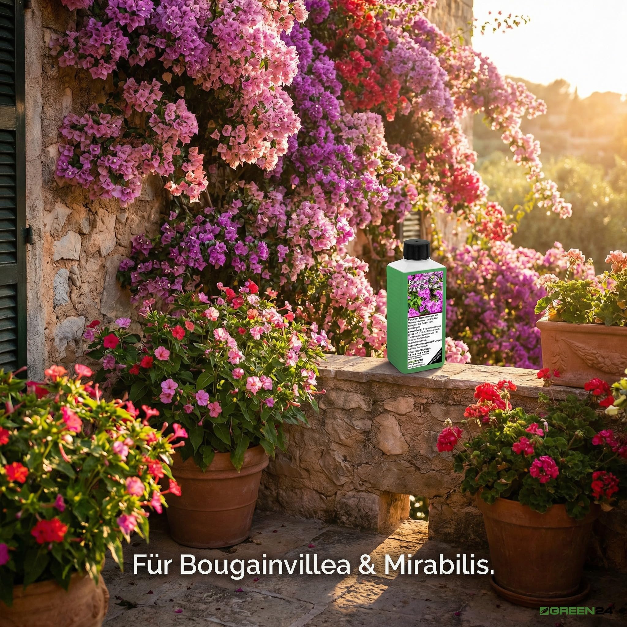 GREEN24 Bougainvillea & Mirabilis nawóz 250 ml – specjalny nawóz do mirabilis, drillingsblumen – śródziemnomorskich roślin doniczkowych, nawóz do kwiatów – płynny nawóz NPK do Nyctaginaceae – balkon