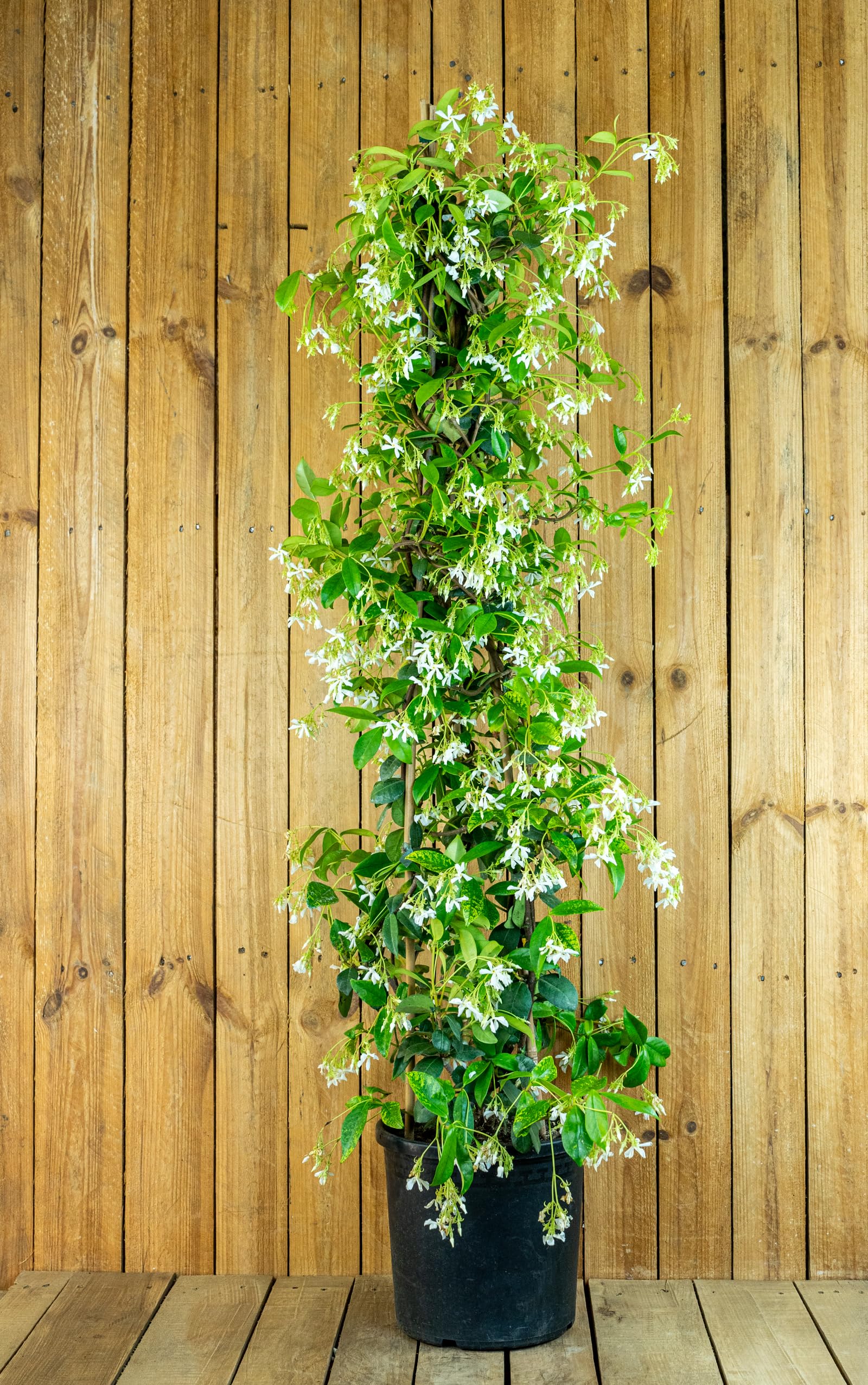 Toskanischer Sternjasmin – Winterhart, Immergrün, Duftend Weiße Blüten, Als Kletterpflanze Für Zaun & Balkon (22cm Topf)
