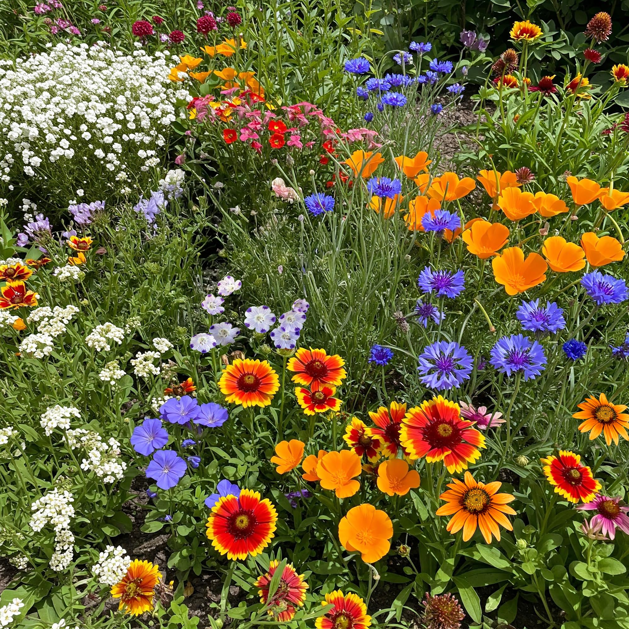 Ferry-Morse Southwest Bulk Wildflower Seeds, 390,000+, 1 lb