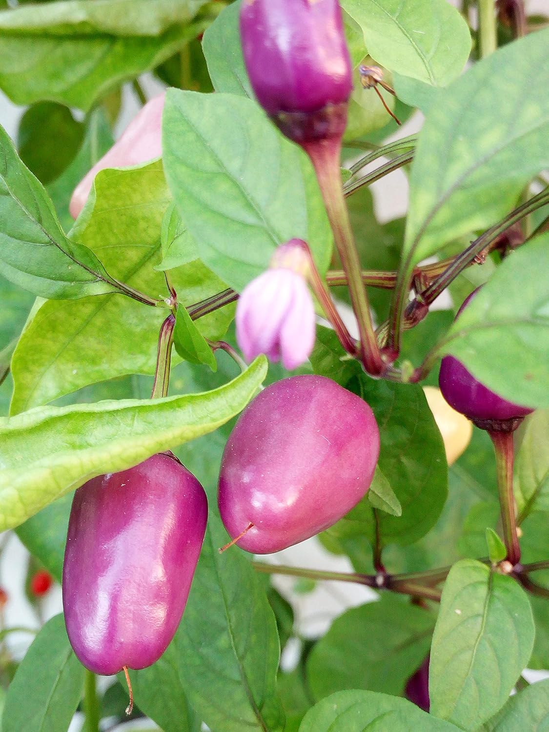 150 SEMI-15 VARIETA’-BIRD EYE-AZTECO-CHILTEPIN-UCU CREAM ECC. ECC:Seeds Only