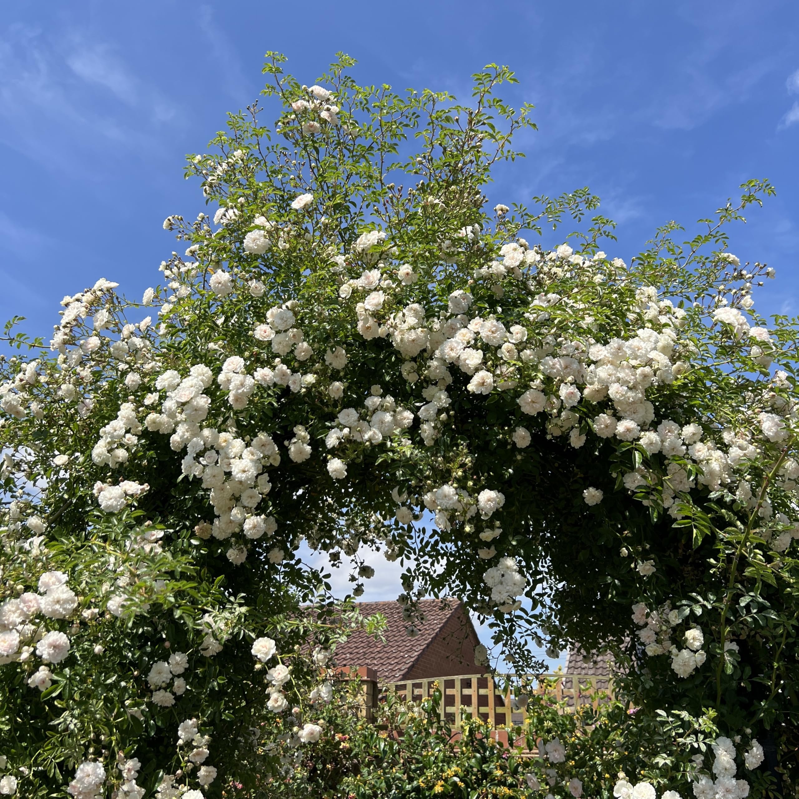 Highworth - 5.5lt Potted Repeat Rambling Garden Rose - Exclusive Listing! Wonderful Mass Displays of Cram/White Double Blooms, Ideal for Arches, Pillars & Trellis