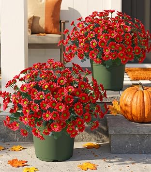HyeFlora Artificial Mums for Outdoors Fall Decor, 6 Bundles Fake Flowers UV Resistant Realistic Faux Flowers Bouquet Silk Flowers for Outside Planter Porch Patio Garden Yard Balcony Home, Red