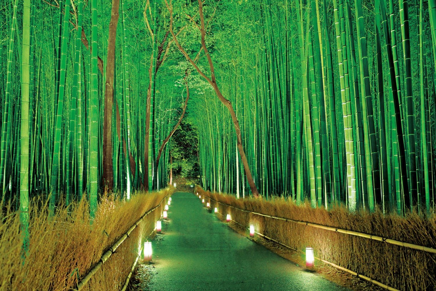 Sagano 23546 bamboo forest Lit 2016 piece ultralight