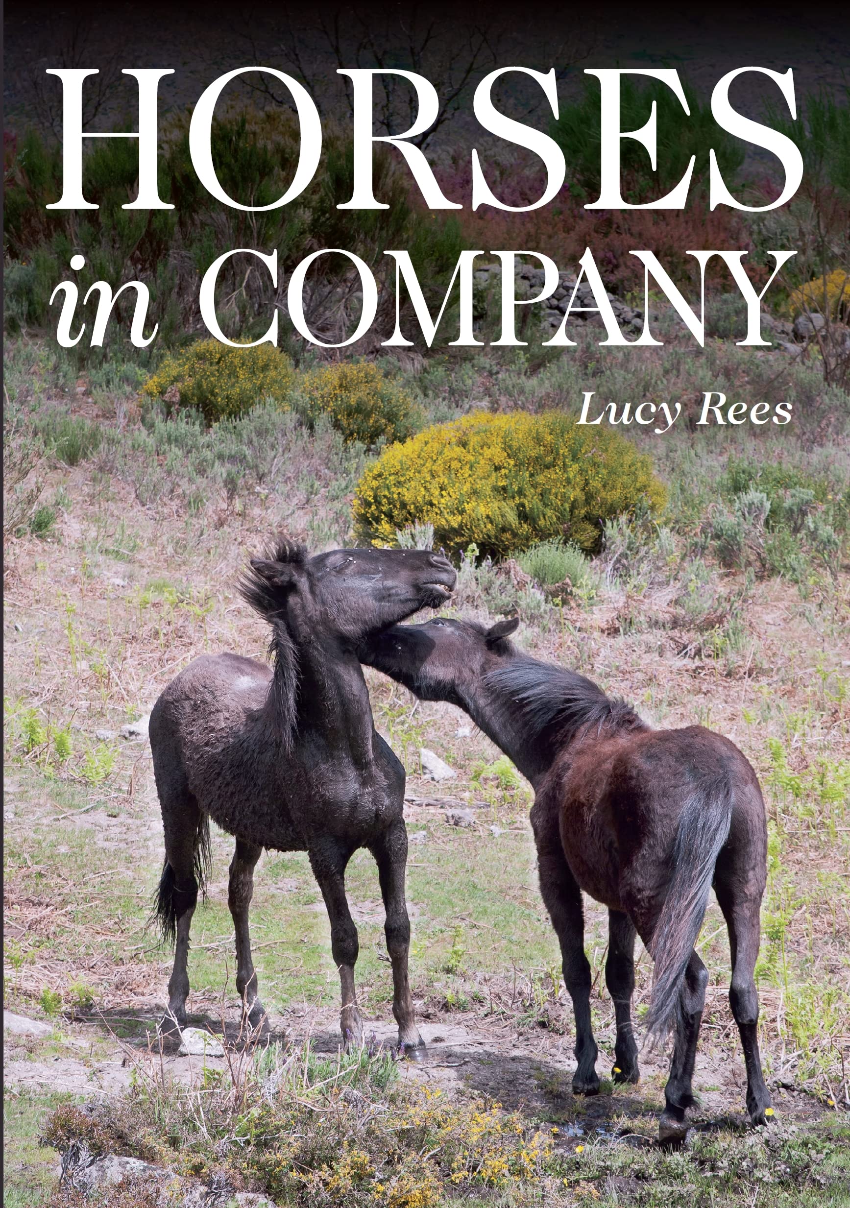 Horses in Company by Lucy Rees (Paperback, 2017)