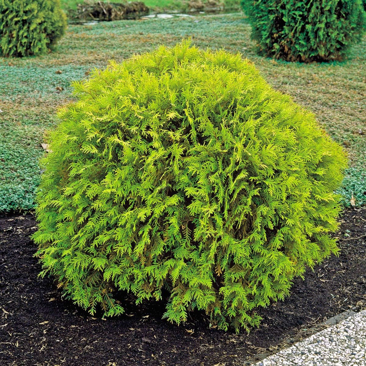 SPRING HILL NURSERIES - Golden Globe Arborvitae - One Bare Root Evergreen Shrub 12-18 in. Tall