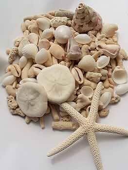 貝殻　サンゴ 91mAMie4PfL._UF350,350_QL50_.jpg