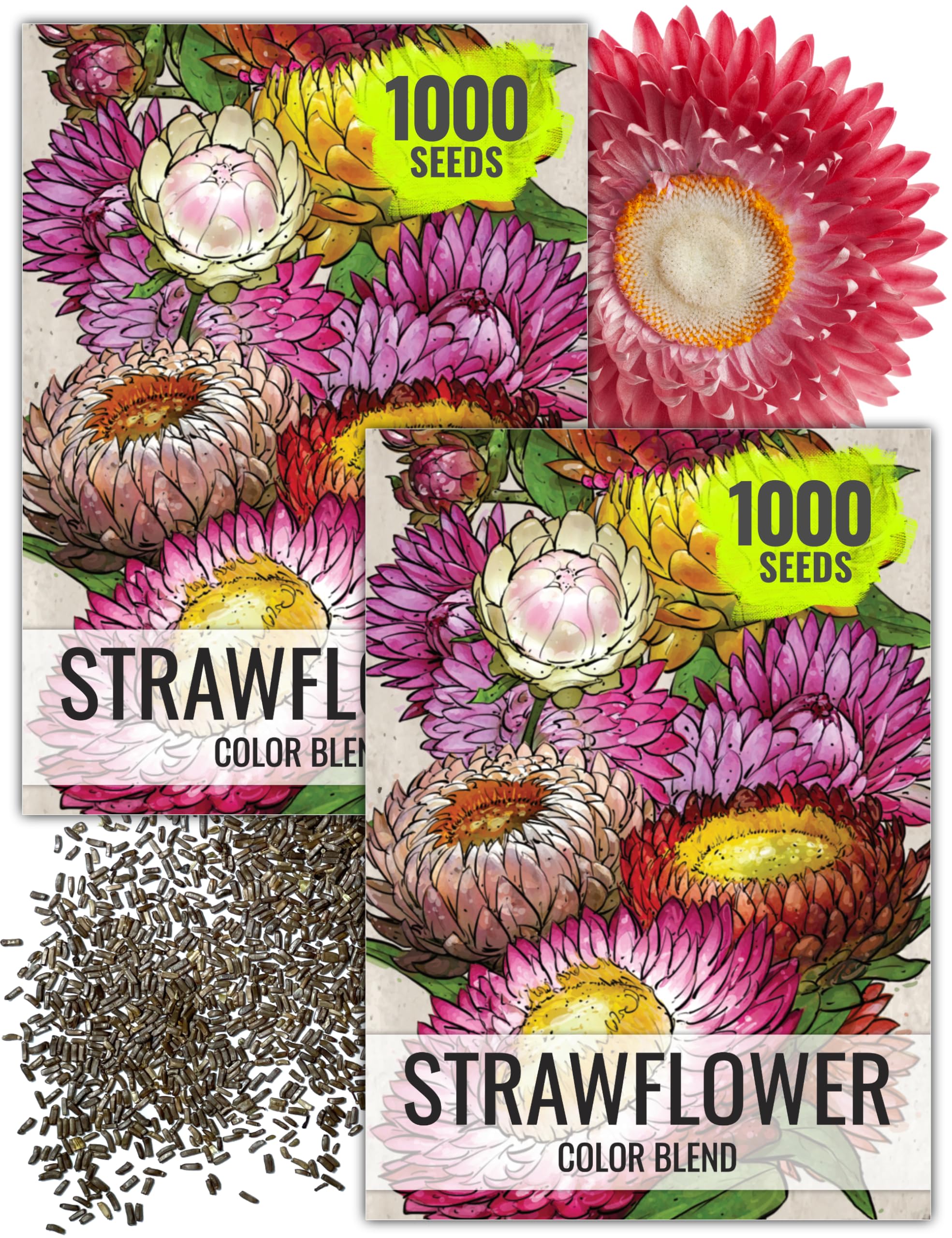 - Seed Needs Strawflower Seeds for Planting - Heirloom & Open Pollinated Annual Flower Seed - Grow a Colorful Mix of Wildflowers for a Butterfly Garden, Bouquets & Floral Arrangements (2 Packs)