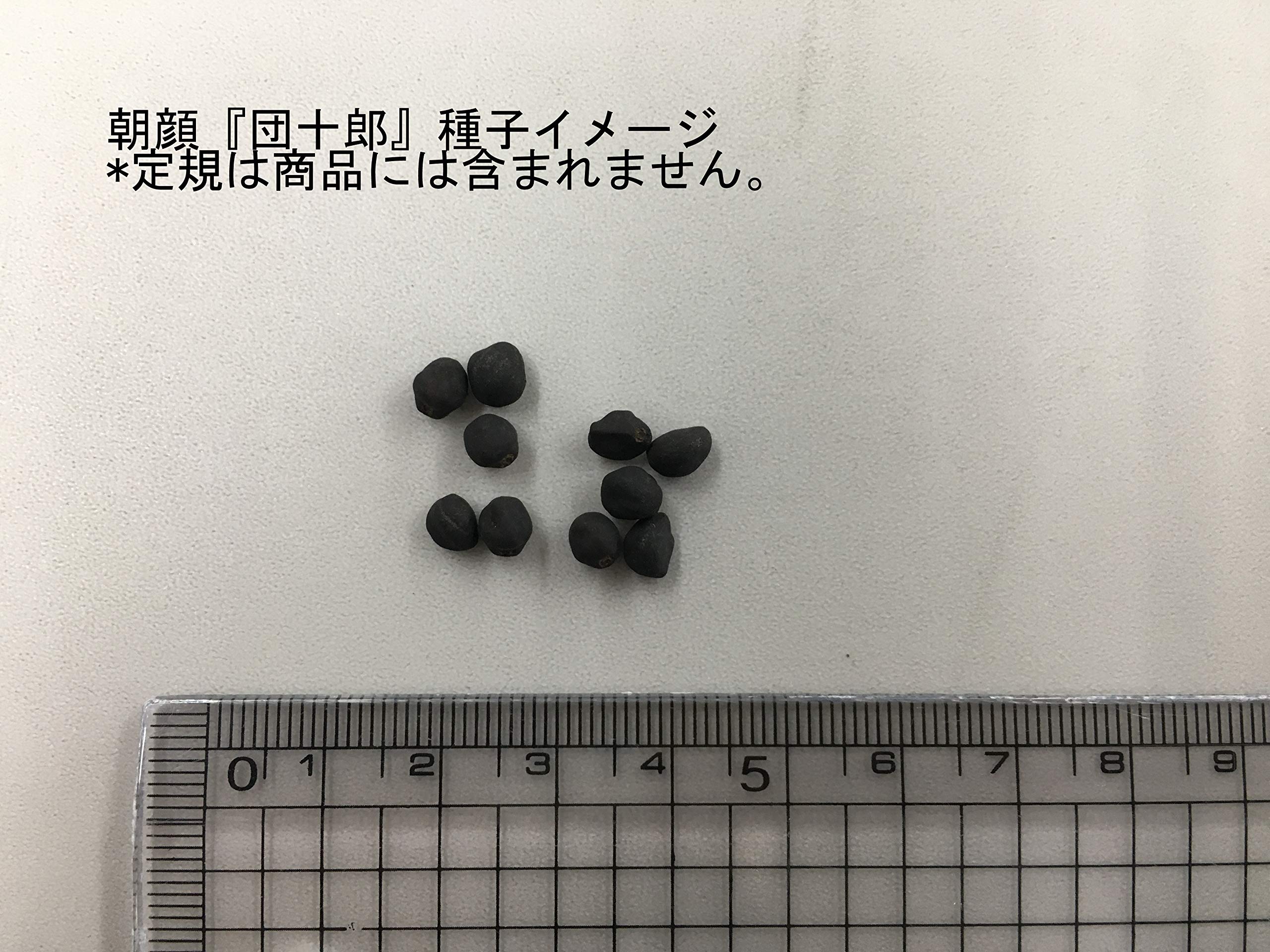 Amazon | 福花園種苗 朝顔 『団十郎』 種子10粒詰 花色(えび茶) 500906