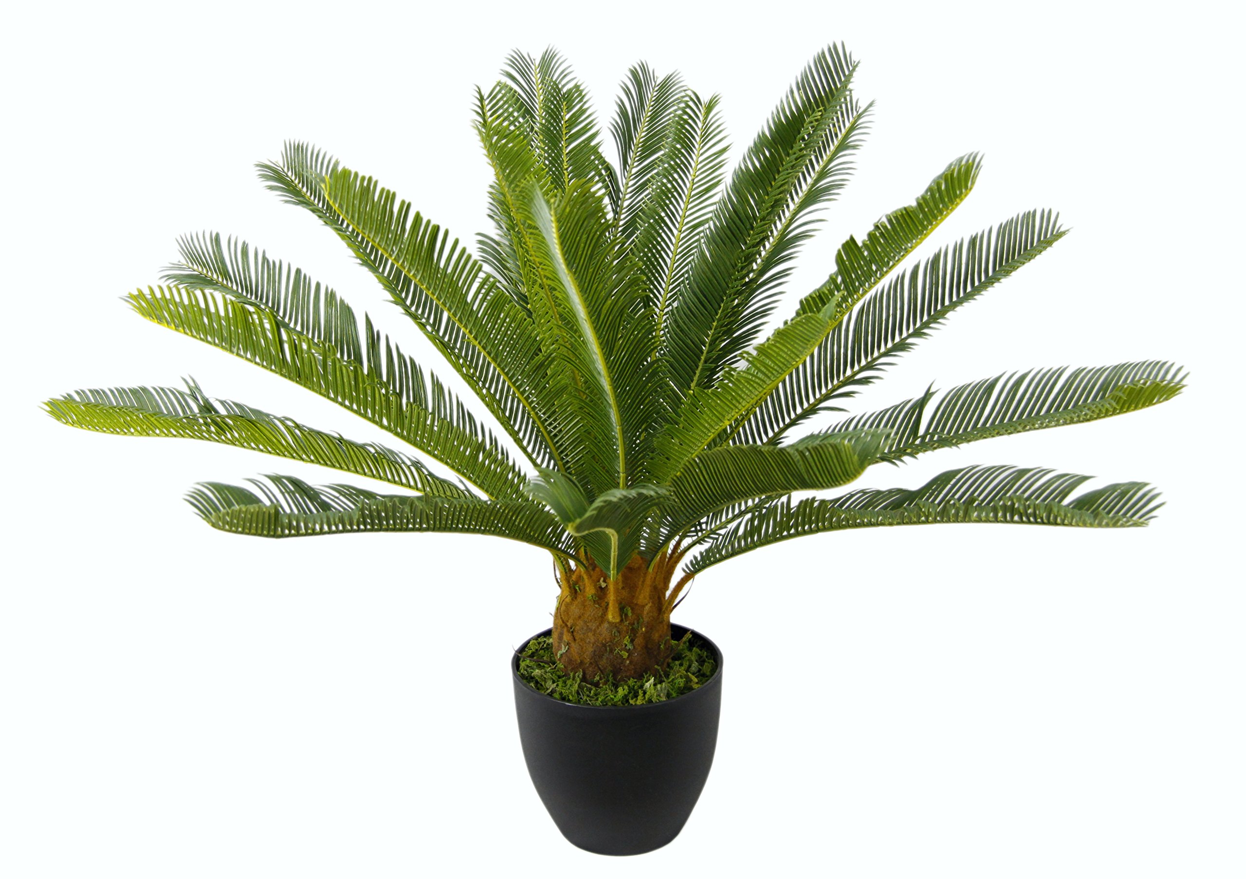 Cycaspalme en Maceta.