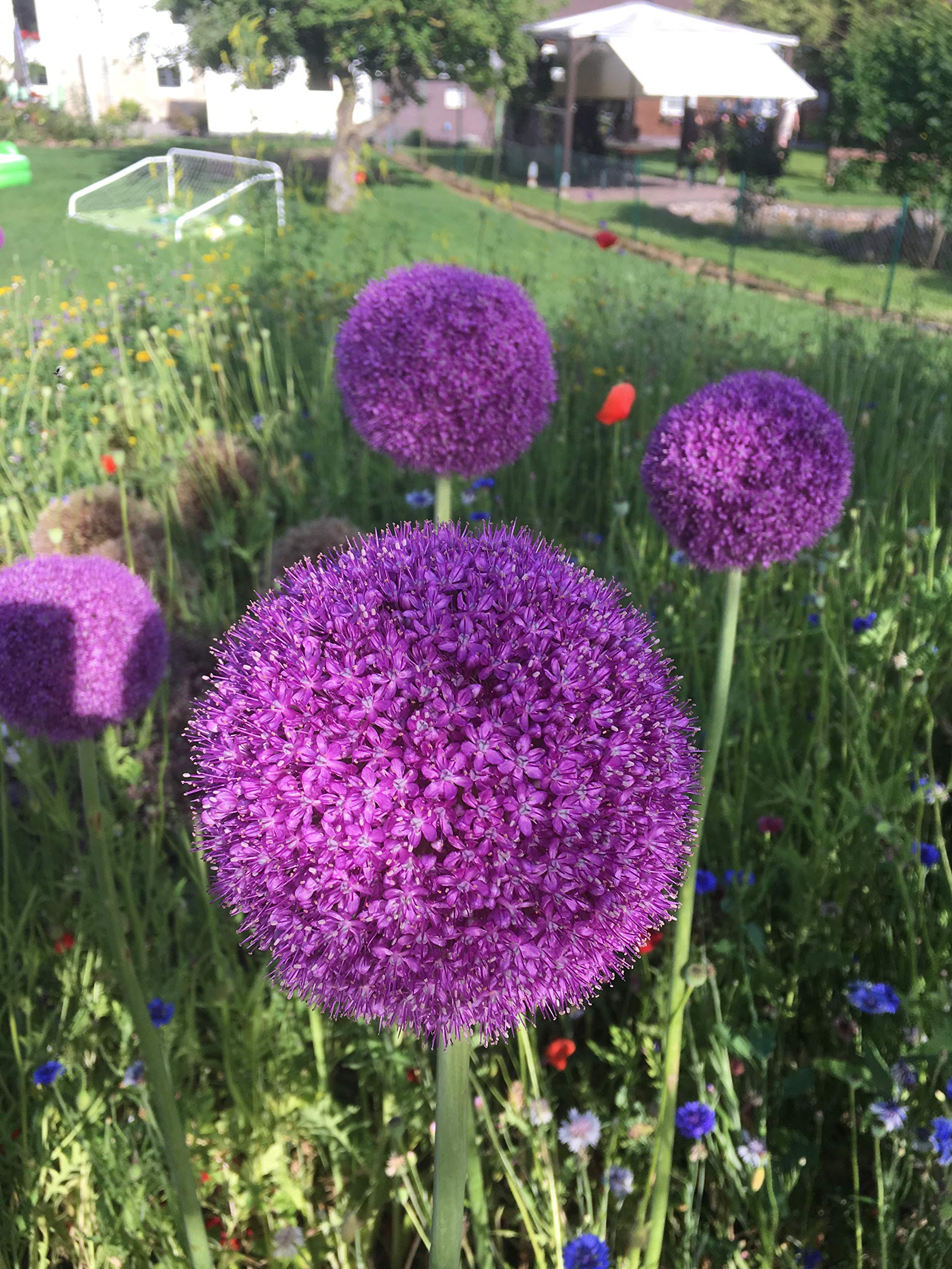 Blumenzwiebeln Alliumzwiebeln Allium Ambassador (5 Zwiebeln)
