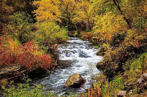 Black Hills Photography Print (Not Framed) Picture of Creek Surrounded by Fall Foliage on Autumn Day in Spearfish Canyon South Dakota Nature Wall