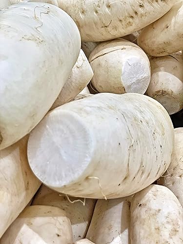 Miniatura 2 de Kejora Rábano blanco fresco (chino Lo Bok) - 4 LBS