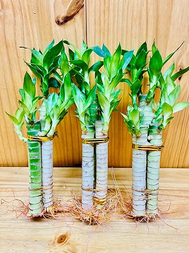 Lotus Lucky Bamboo Arrangements 3 tallo 6 pulgadas 6 pulgadas 8 pulgadas (paquete de 3 arreglos)