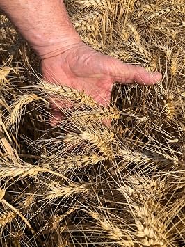 Hancock Seed Co. Barley Seeds, 24 lbs.