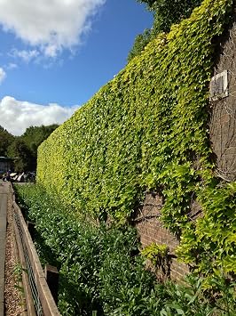 10 Seeds Boston Ivy Parthenocissus Tricuspidata Veitchii Vine