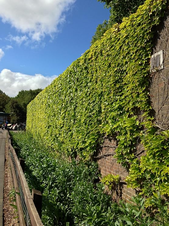 10 Seeds Boston Ivy Parthenocissus Tricuspidata Veitchii Vine