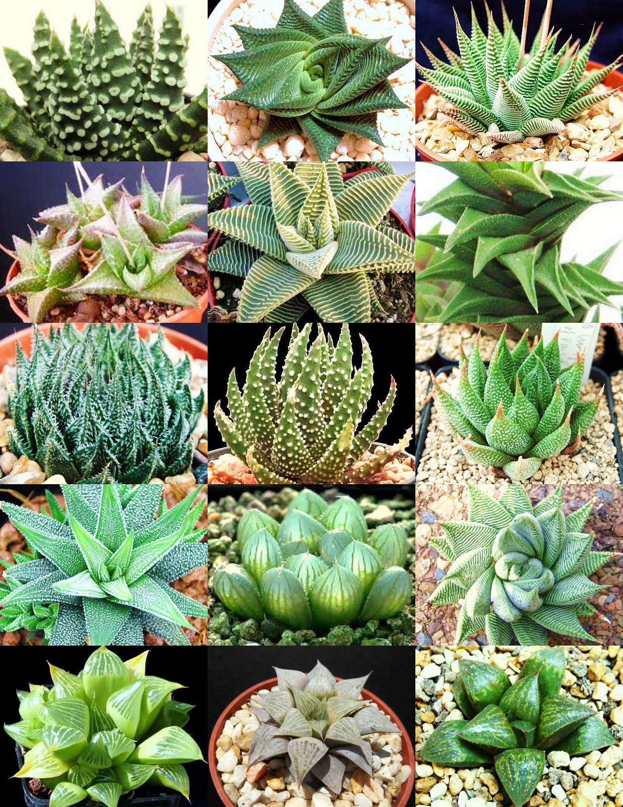 plant haworthia succulent Zebra Haworthia - Indoor Succulent - 4 Inch