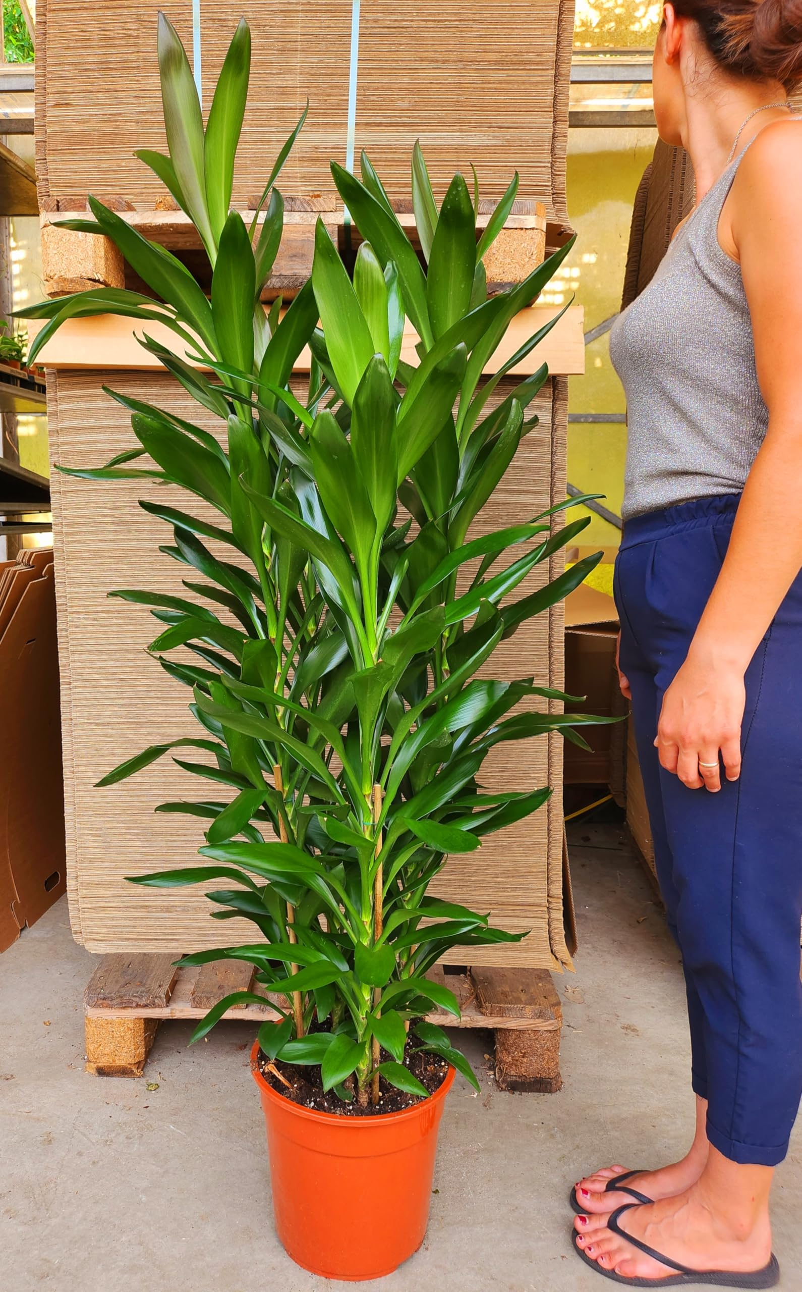 POWERS TO FLOWERS - DRACENA CORDILINE VERDE XXL, VASO 24CM, pianta da interno, pianta vera