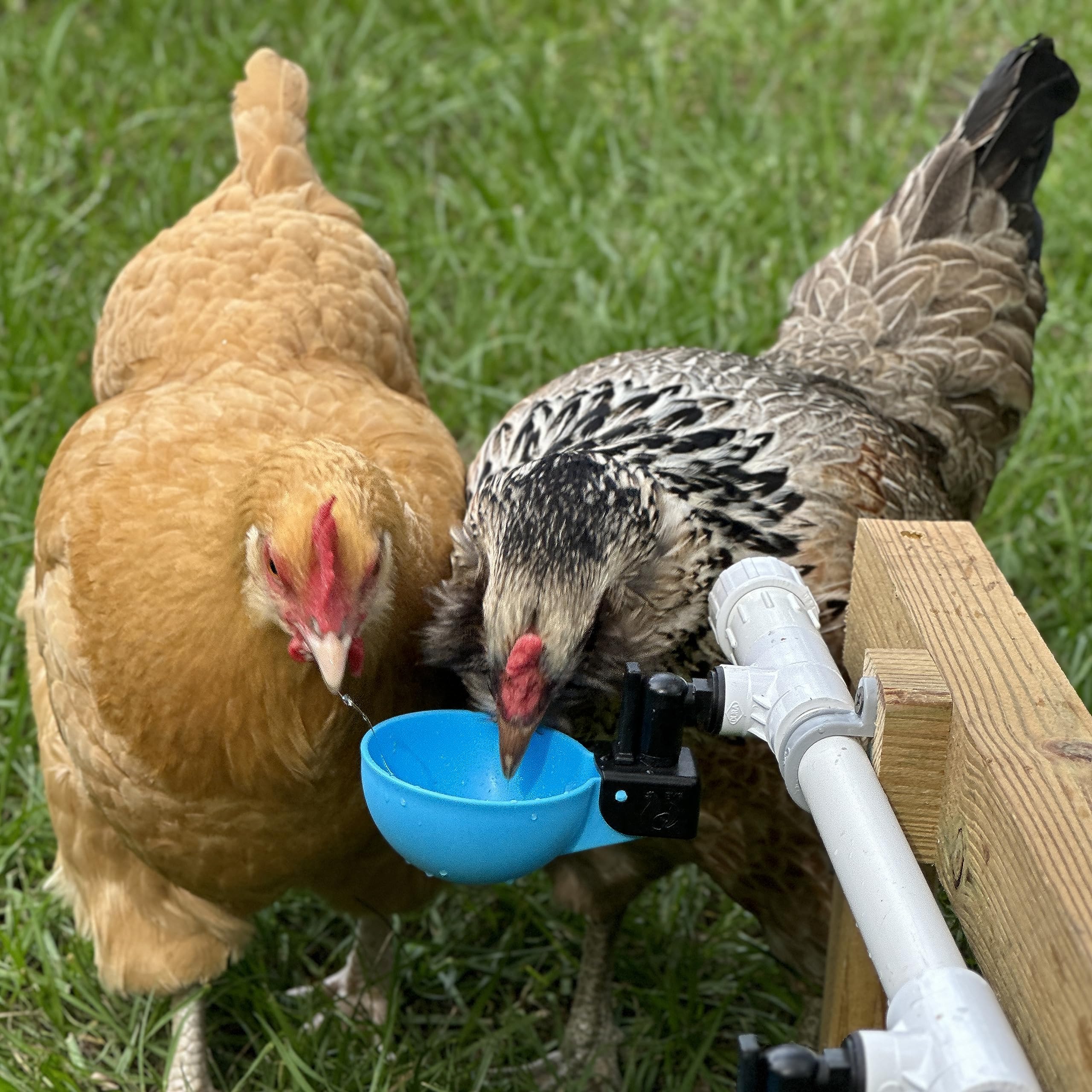 Automatic Chicken Watering Systems Automatic Chicken Waterer - 6 Cup ...
