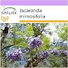 SAFLAX - Jacaranda - 50 Seeds - Jacaranda mimosifolia