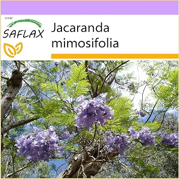 SAFLAX - Jacaranda - 50 Seeds - Jacaranda mimosifolia