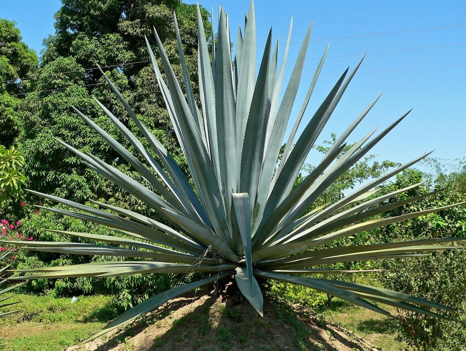 Agave tequilana アガベ テキラーナ 大株 Agave tequilana アガベ
