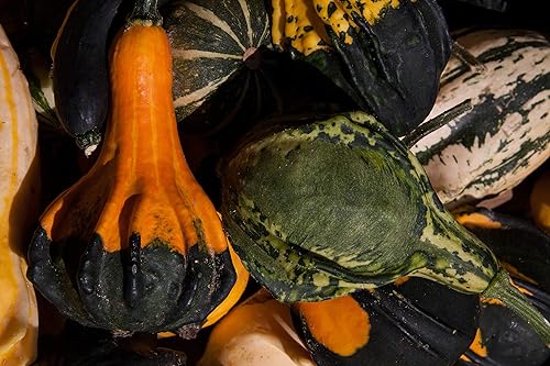 Miniatura 7 de Semillas ornamentales de mezcla de calabaza gigante, vegetales tradicionales para plantar 10 semillas decorativas únicas sin OMG