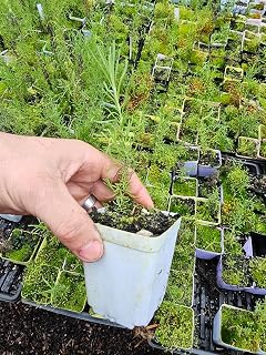 Four Spanish lavender plants in small pots