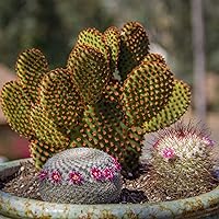 Vista 7 de Altman Plants - Colección de cactus surtidos para jardines, contenedores o regalos