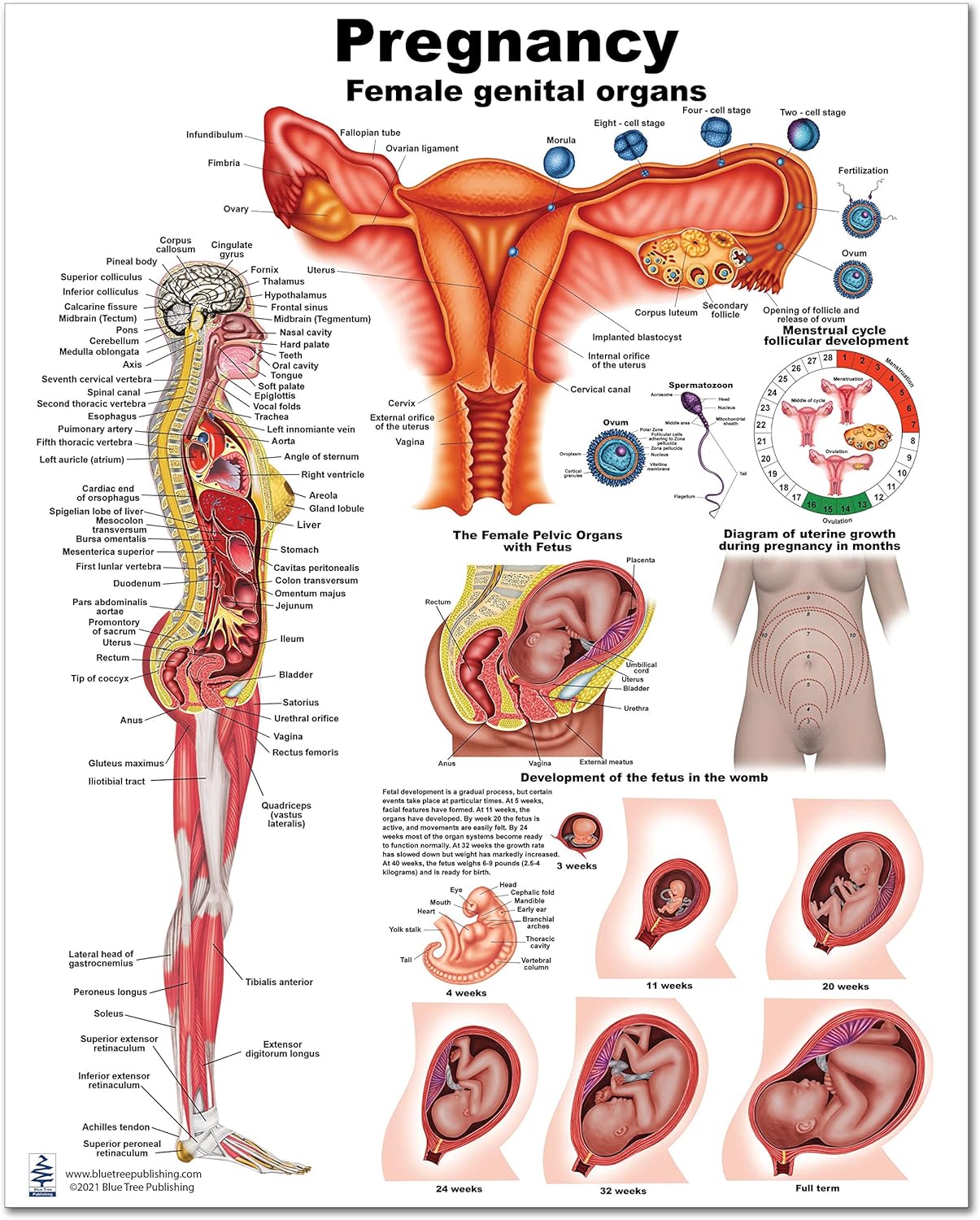 Pregnancy20*16 Heavy Plastic and Dry Erase Compatible