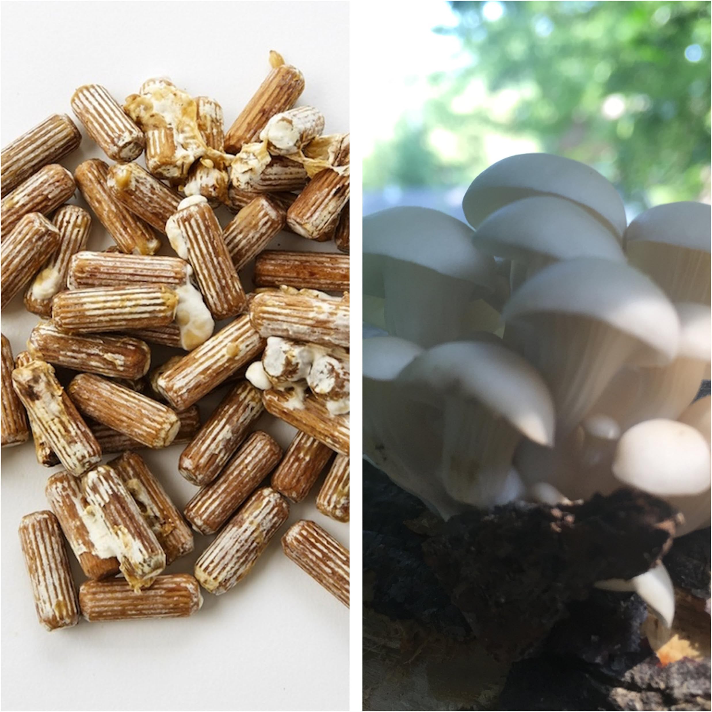 2funguys Oyster Mushroom Mycelium Plug Spawn - 100 Count - Grow Edible Gourmet & Medicinal Fungi On Trees & Logs