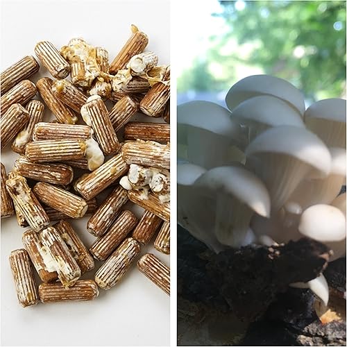 Grey Dove - Combo de desbroce y cera  Tapón de micelio de hongos y hongos de paloma gris  100 tapones  Cera de 3 onzas para cultivo comestible