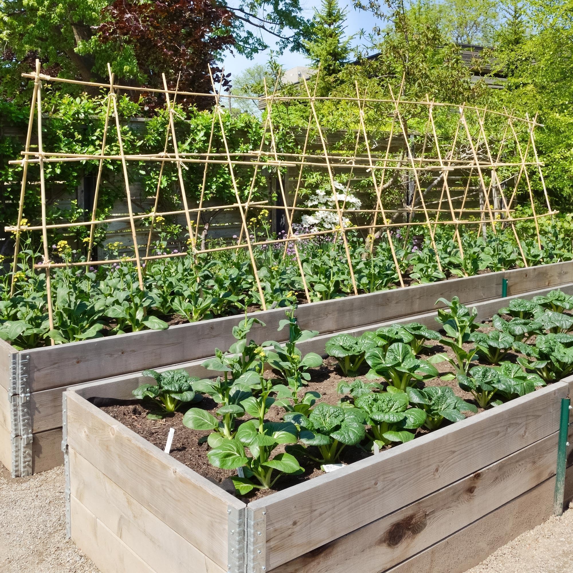 UNUS Bambusstäbe, 25 Pflanzstäbe aus Bambus, 150 cm lang, Rankhilfe für Zimmerpflanzen oder im Garten für Gurken, Tomaten