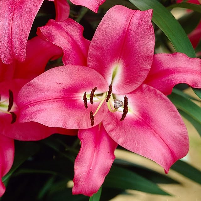 Skyscraper Lily 'Robina' 5 Bulbs Size 14/16