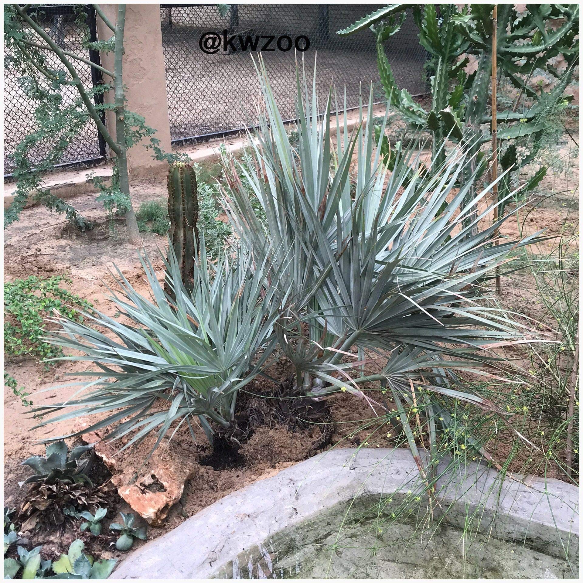 Kapebonavista Nannorrhops ritchiana Mazari Palm Plant