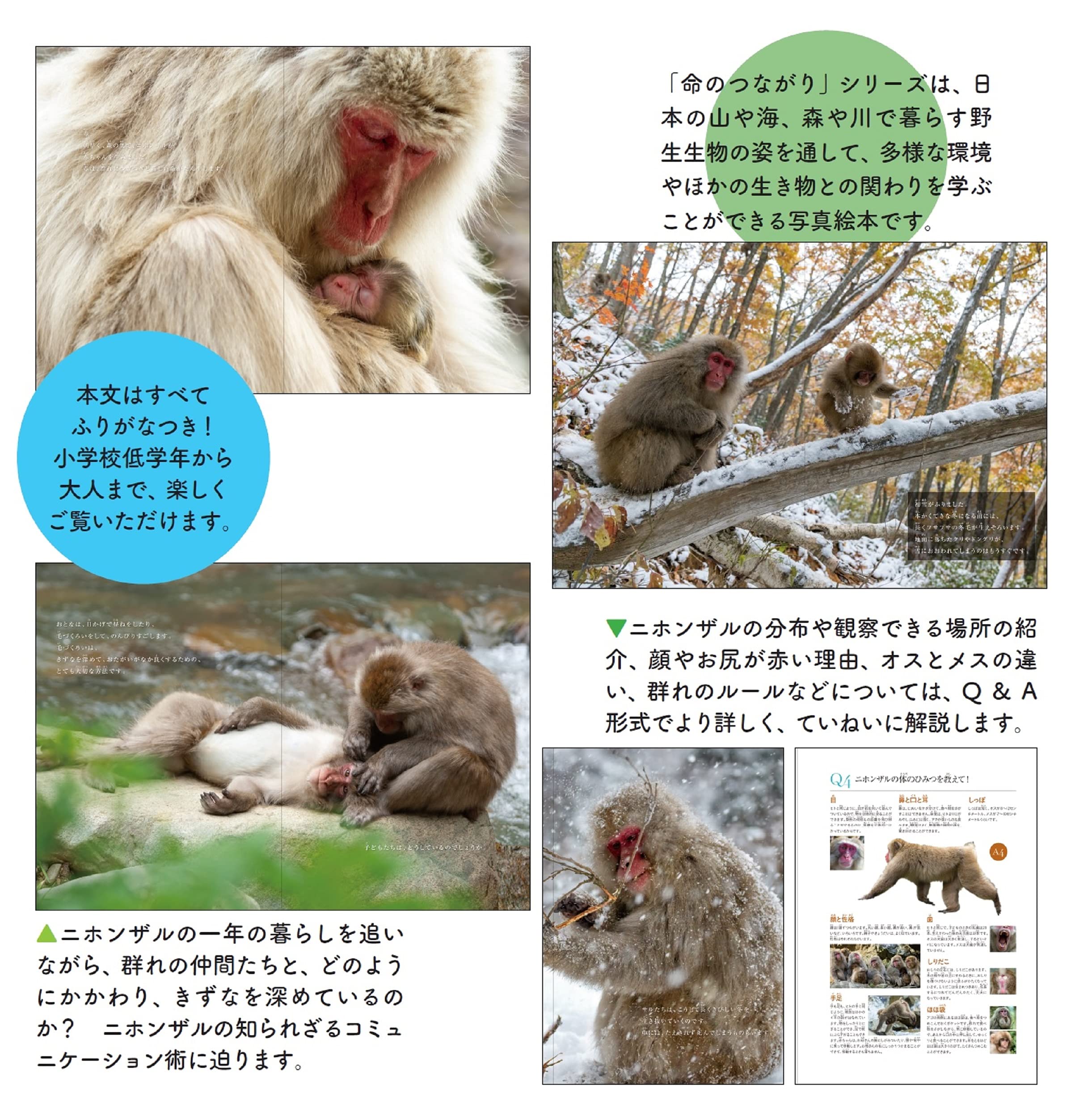 たより たよられ 生きてます 仲間と暮らすニホンザル 命のつながり2 ゆうきえつこ 福田 幸広 本 通販 Amazon