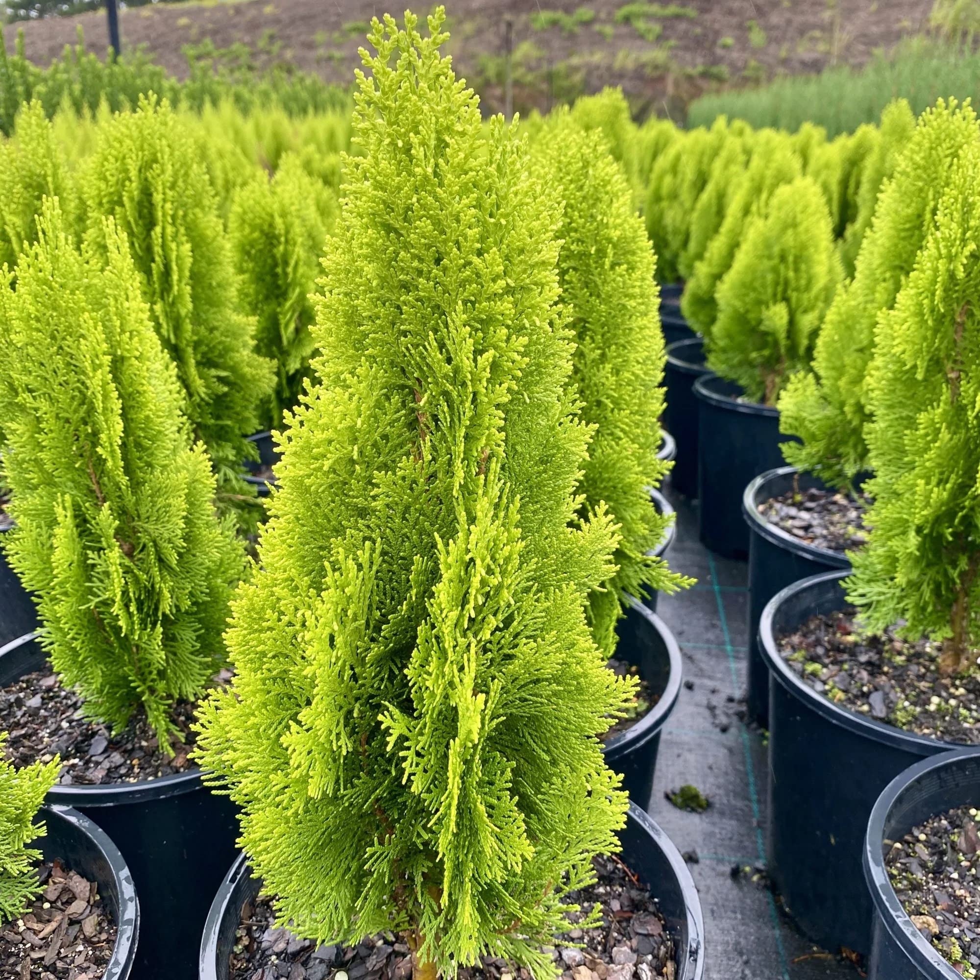 Royal Paradise Garden Golden Thuja 1 Healthy Live Layering Plant