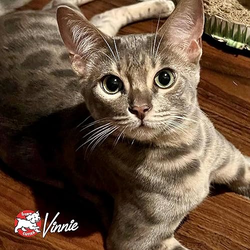 Miniatura 9 de Fromm Four-Star Nutritionals Chicken Au Frommage - Comida seca prémium para gatos, receta de pollo, 10 libras