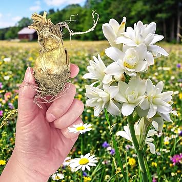 2 Polianthes Tuberosa The Pearl Large Bulbs 10/12cm   Fragrant White Tuberose Bulbs Sweet Scent Summer Blooming Plants Perennial Garden for Cut Flowers Outdoor Borders Containers Patio Wedding