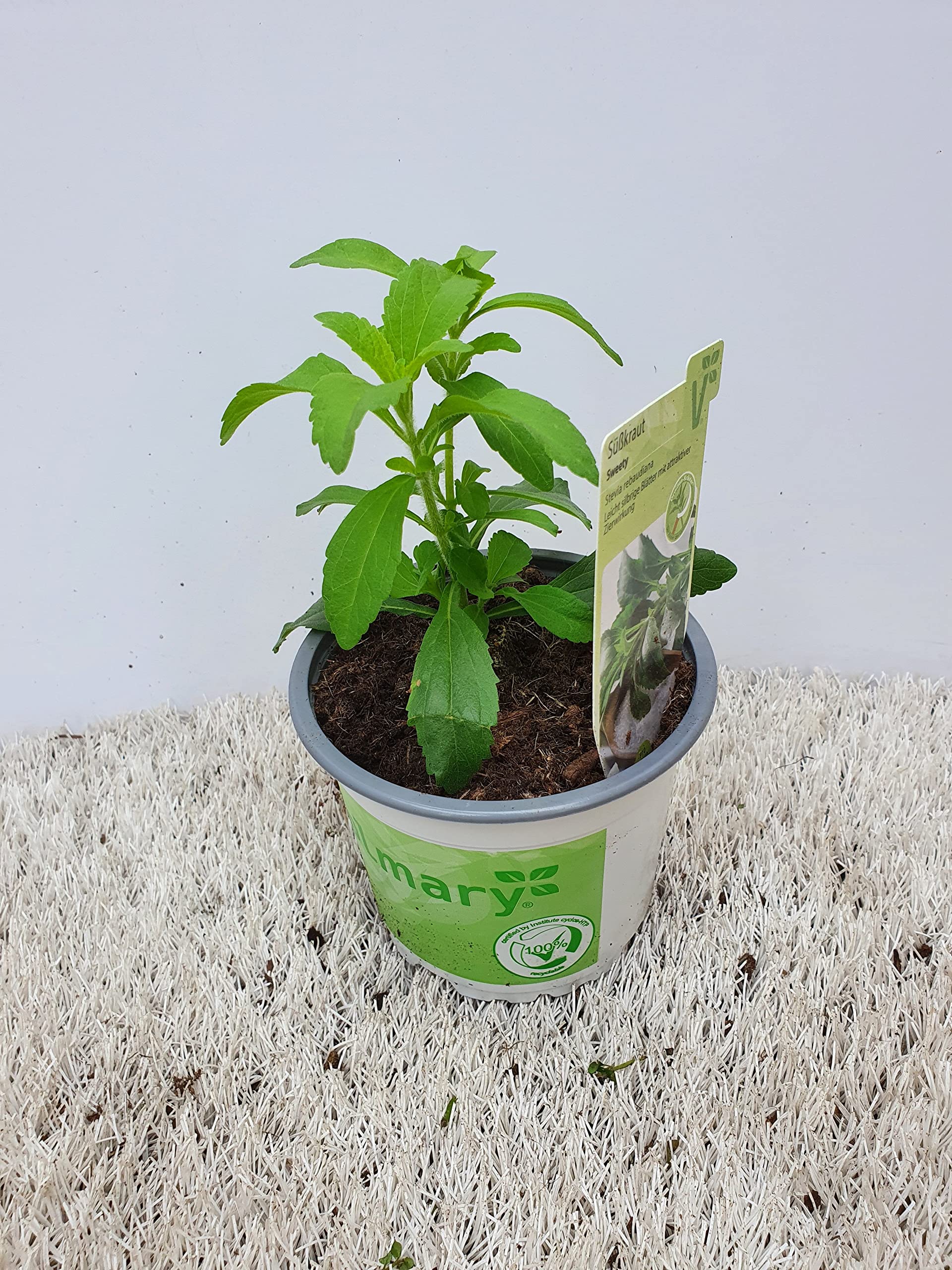 Stevia pianta di stevia su vaso cm 12 in confezione da 5 piante