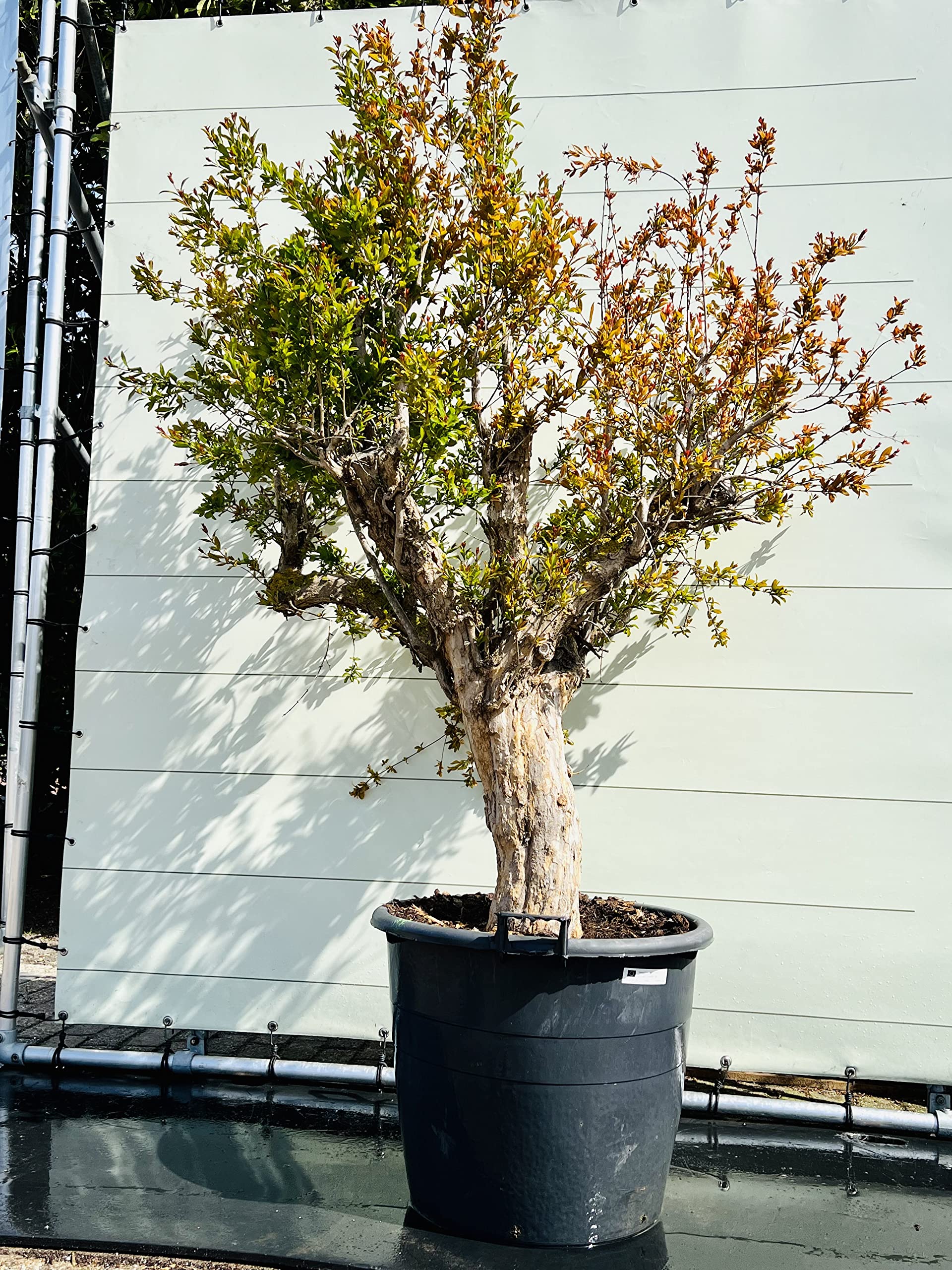 Tropictrees - GRANATAPFEL BAUM GRÖßE XXL, STAMMUMFANG 40-50CM