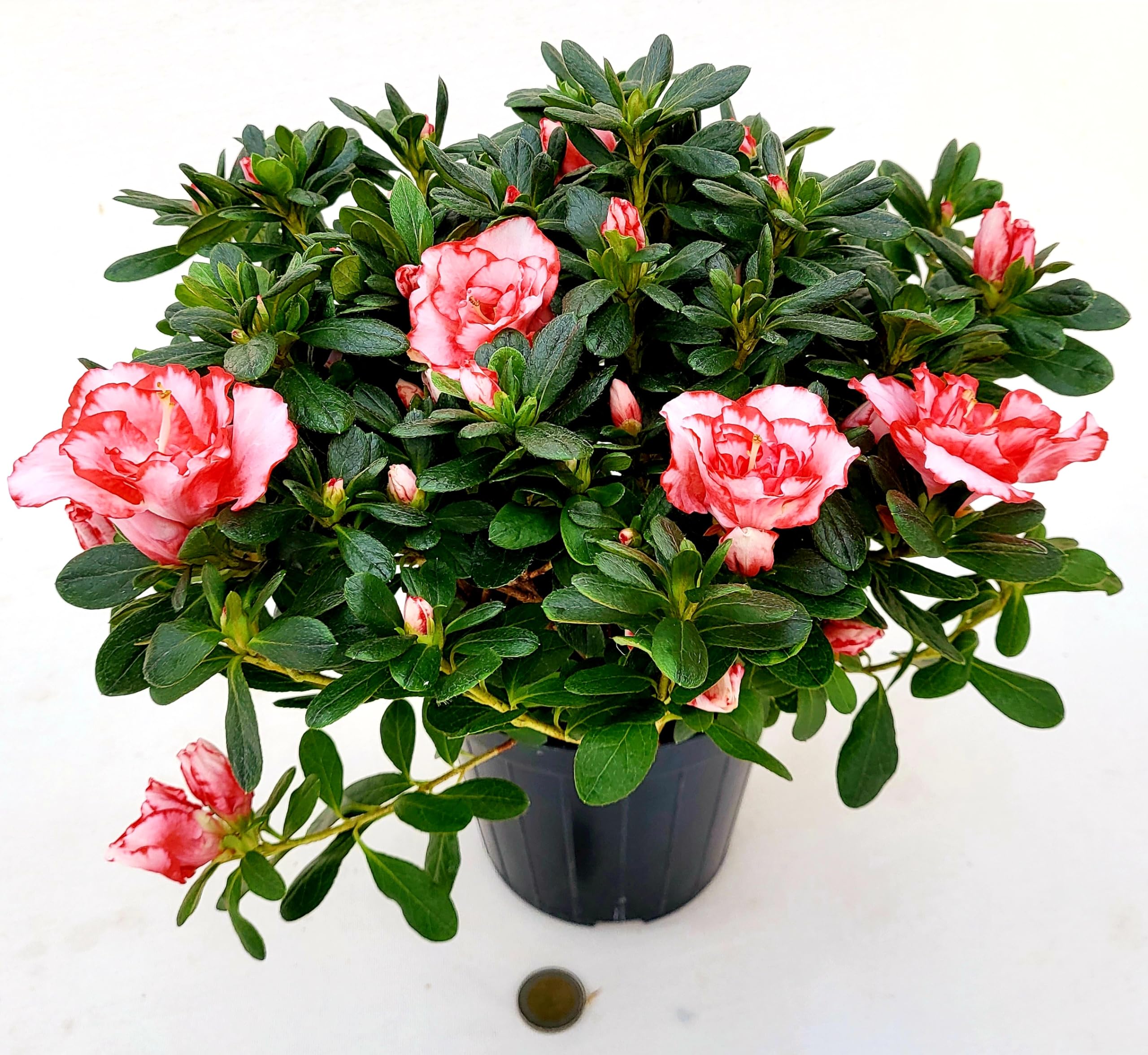 POWERS TO FLOWERS - AZALEA ALBERELLO ROSSA, VASO 13CM, ALTEZZA 40CM, pianta vera