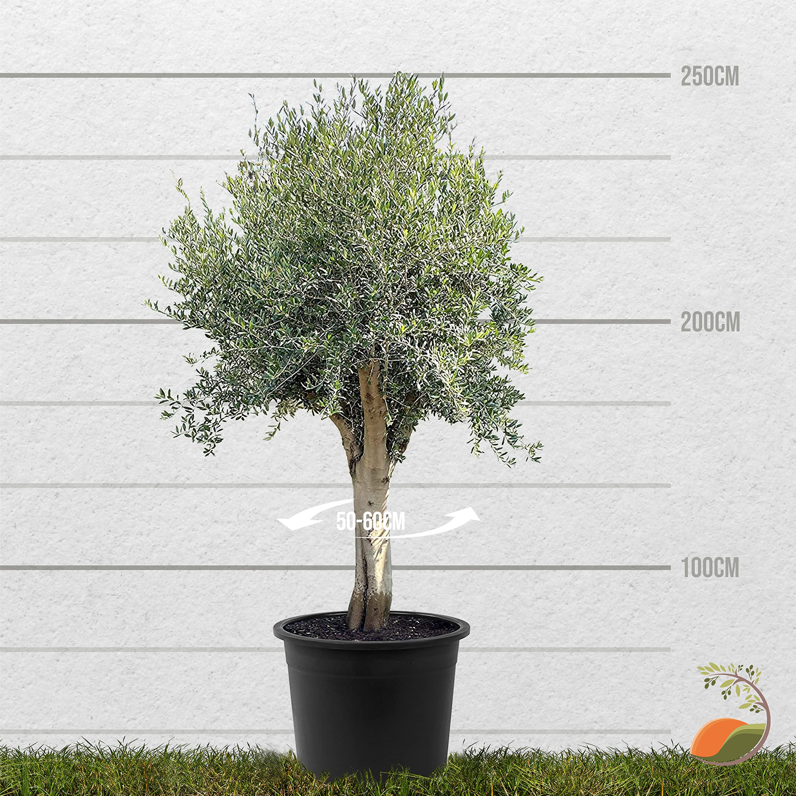 thuja 200 cm kaufen Abendländischer Lebensbaum Thuja occidentalis Brabant 175-200 cm Höhe main image 0