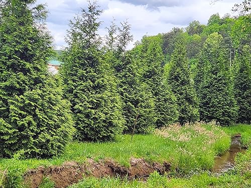 Miniatura 4 de Thuja Green Giant Arborvitae Lote de 20, maceta de 3 pulgadas