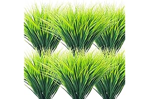 Grunyia Grass Plants: Vibrancy for Your Outdoor Spaces
