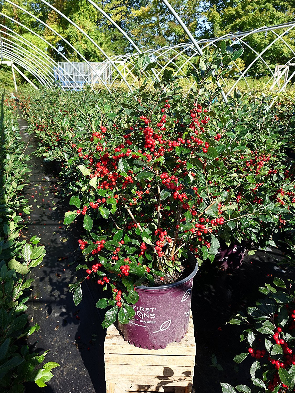 【特別価格】「バカラ スノーウィーツリー」のレッドです。傷を付けてしまいました。 Ilex verticillata Wildfire™ Wildfire™ Winterberry from Dietrich