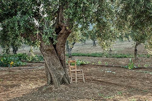 Miniatura 2 de LIA Aceite de oliva virgen extra griego Koroneiki, 16.9 fl oz