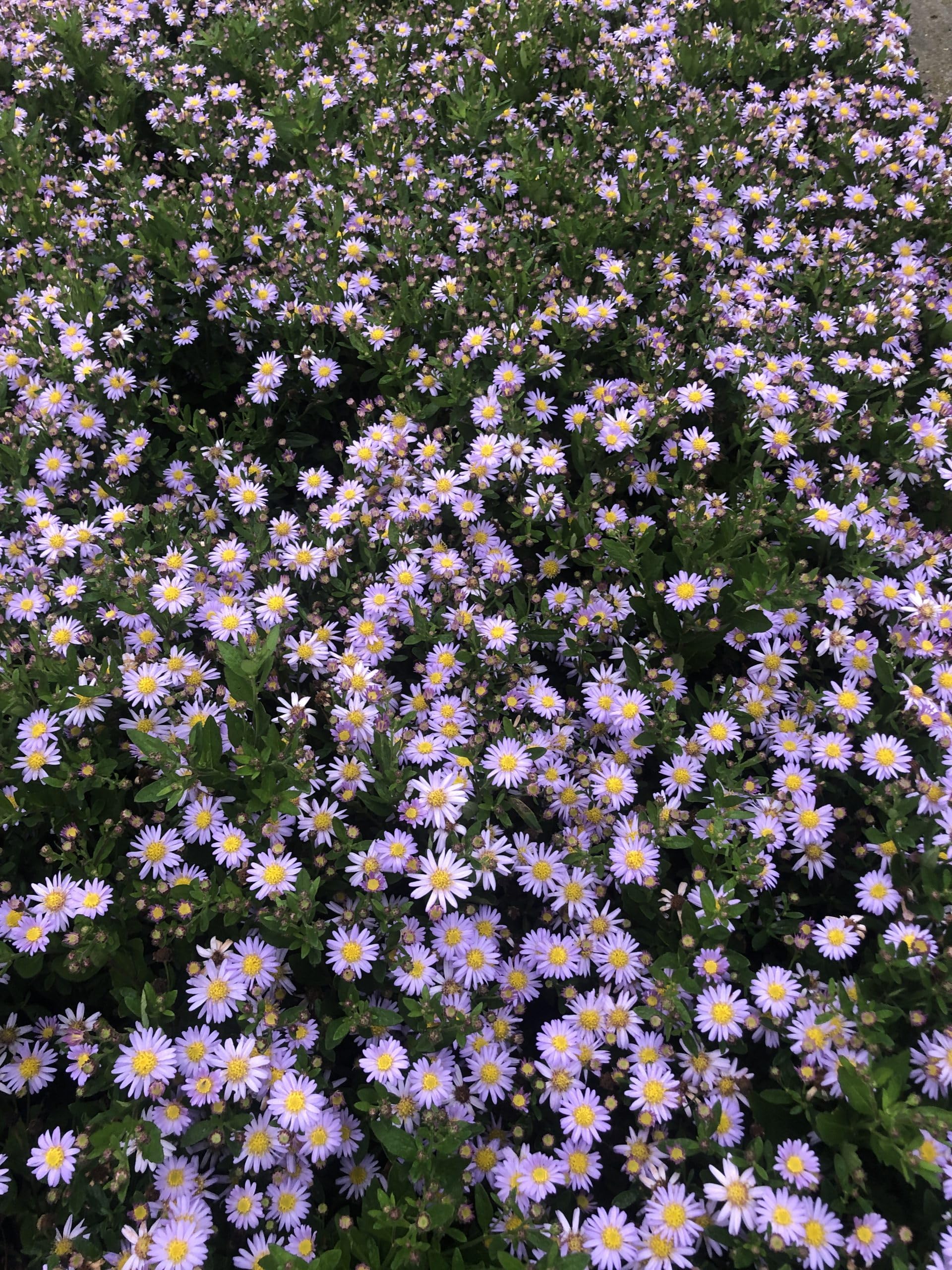 6x Herbstastern - Aster ageratoides 'Stardust' | 9x9 cm pot